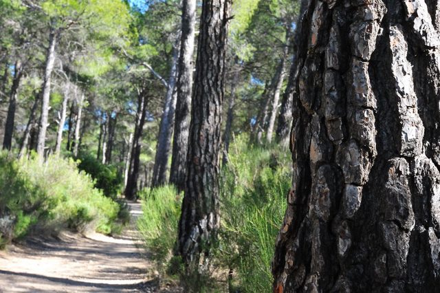 An introduction to Sierra Espuña